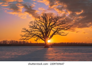 Beautiful view of large bare oak tree growing in agricultural field covered with snow at colorful sunset in Midwest; sun setting behind the tree; tiny figure of man by the tree


