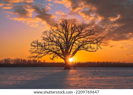 Beautiful view of large bare oak tree growing in agricultural field covered with snow at colorful sunset in Midwest; sun setting behind the tree; tiny figure of man by the tree

