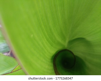 A beautiful view of leaf 