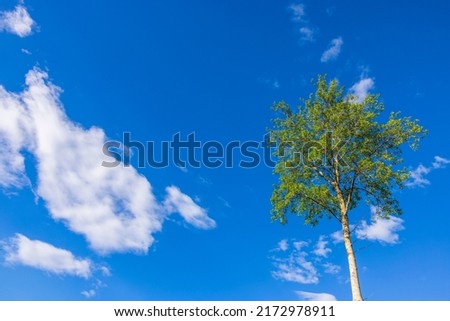 Beautiful view of lonely birch against blue sky with white clouds.