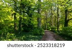 A beautiful view of long green and bright trees forest, path in a forest