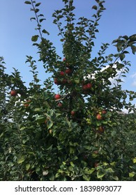 Beautiful View Of Maine Apple Tree