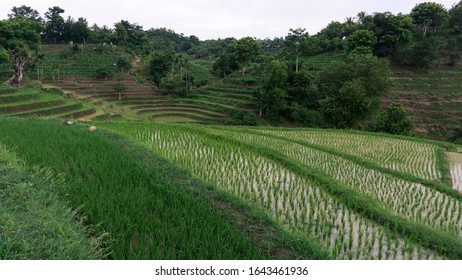 77 Mareje lombok Images, Stock Photos & Vectors | Shutterstock