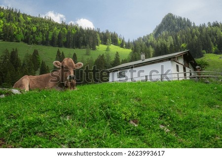 Beautiful view meadow with cows and rustic houses between Konigsee and Obersee lakes near Jenner mount in Berchtesgaden National Park with brown and white cows, Upper Bavarian Alps, Germany, Europe.