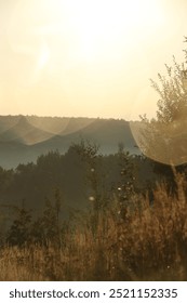 Beautiful view of meadow with different plants in morning