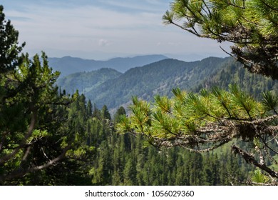 Beautiful view of the mountain peaks from the pine forest. Altai Krai.