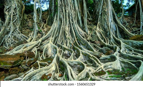 beautiful view of natural big tree roots