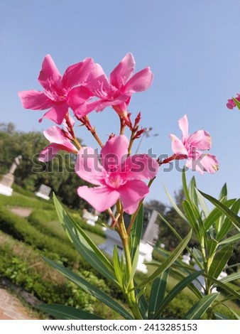 a beautiful view of a nerium oleander flower 