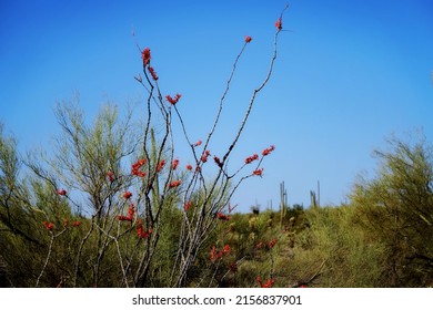 A beautiful view of an ocotillo cactus tree in bloom in the garden