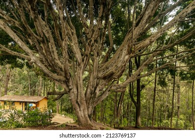 A Beautiful View Of The Old Big Tree In The Dense Green Forest Of Antigua Guatemala