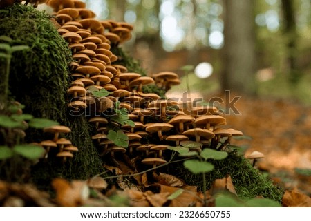 Beautiful view on bountiful harvest of mushrooms grows in forest after rain. Forest nature on blurred background.