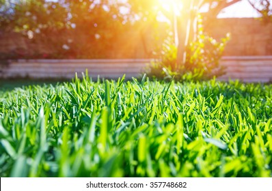 Beautiful view on cute backyard in sunny day, fresh green grass lawn in sunlight, landscaping in the garden, beauty of summer season