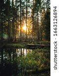 Beautiful view on forest trail with small river and wooden bridge in sunset time. 