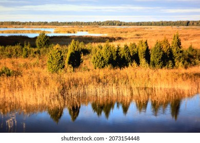 Beautiful view on a lake with reed and trees thickets. Selective focus. High quality photo