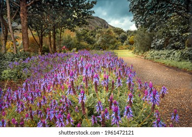 Beautiful View on a Path Dotted with Beautiful Purple Flowers. National Botanical Garden. South Africa.
