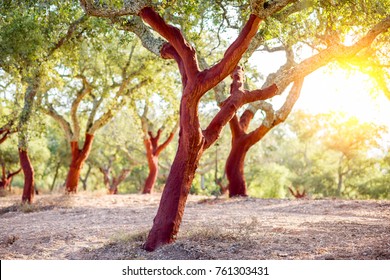 Beautiful view on the plantation of cork oak trees with freshly crumbled bark in Portugal