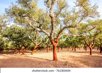 Beautiful view on the plantation of cork oak trees with freshly crumbled bark in Portugal