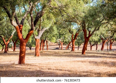 Beautiful view on the plantation of cork oak trees with freshly crumbled bark in Portugal