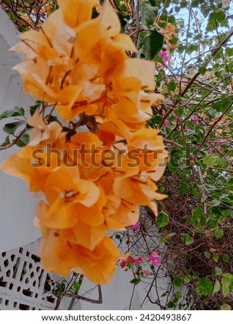 Beautiful view of orange flowers trees flowering in the zoo