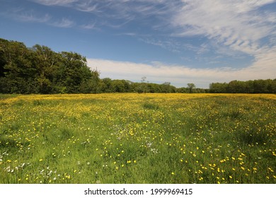 4,267 Blue skies over wild flowers Images, Stock Photos & Vectors ...