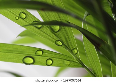 Beautiful View Of A Parlor Palm Plant