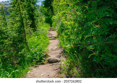 A beautiful view of a path surrounded by fresh green trees
