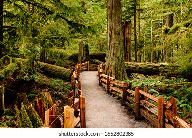 Beautiful View of a pathway Trail in the Rain Forest.  Taken in MacMillan Provincial Park, Vancouver Island, British Columbia, Canada.