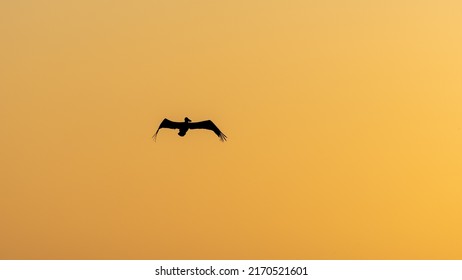 Beautiful view of a pelican silhouette flying near the ocean in Costa Rica