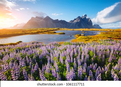 Beautiful view of perfect lupine flowers on sunny day. Location Stokksnes cape, Vestrahorn (Batman Mount), Iceland, Europe. Wonderful image of summer nature landscape. Discover the beauty of earth.