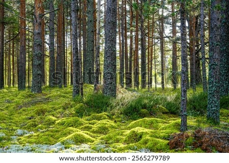 Beautiful view of an pine forest, with a thick layer of green moss covering rocks on the forest floor and some sunlight shining through the branches