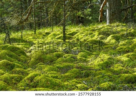 Similar – Image, Stock Photo Forest floor Lichens Pine cones