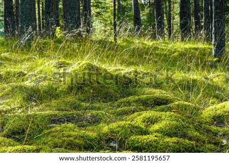 Similar – Image, Stock Photo Forest floor Lichens Pine cones