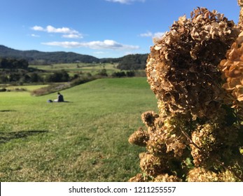 A Beautiful View Of Pippin Hill Vineyard In Charlottesville Virginia In The Fall.