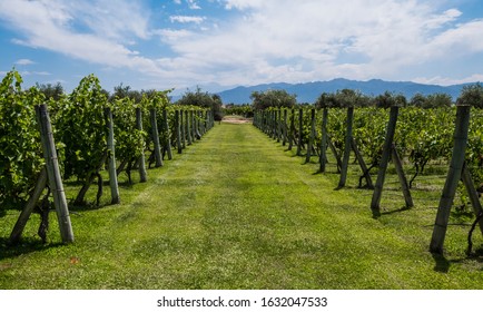 Beautiful view of a plantation of grape-bearing vines with the Andes mountains in the background. Mendoza, Argentina.
 - Shutterstock ID 1632047533