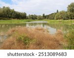 beautiful view of a pond with plants and a blue sky