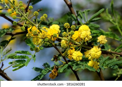 Acacia Nilotica High Res Stock Images Shutterstock