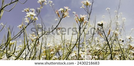 Similar – Hallig Gröde | Beach lilacs in the evening light