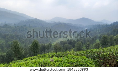 beautiful view rainy mist clouds over tea estate plantation green crop in hill mountain hillstation valparai