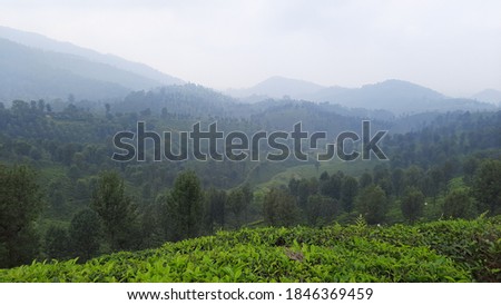 beautiful view rainy mist clouds over tea estate plantation green crop in hill mountain hillstation