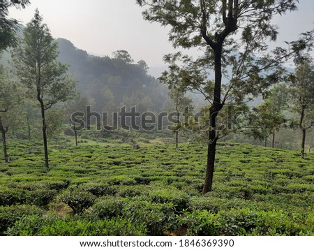 beautiful view rainy mist fog clouds over tea estate plantation green crop in hill mountain hillstation valparai