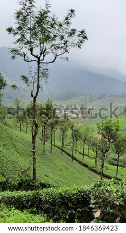 beautiful view rainy mist fog clouds over tea estate plantation green crop in hill mountain hillstation valparai