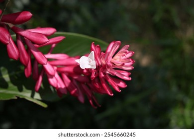 Beautiful view of a red ginger flower inflorescence (Alpinia purpurata) with a white colored actual flower blooming on it - Powered by Shutterstock