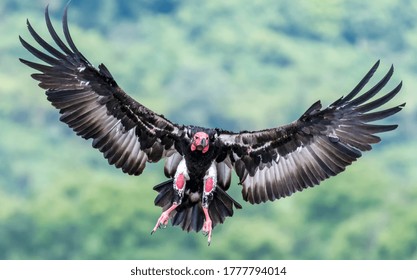 beautiful view of red headed vulture with both wings open before landing