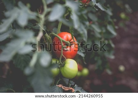 Similar – Bio Tomaten im Gewächshaus