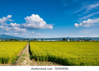 Beautiful View Of Rice Paddy Field In Furano Town, Hokkaido, Japan. Rice In Hokkaido Made The Best Of Climate And Now It Is One Of The Leading Rice Fields In Japan.