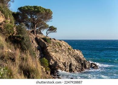 Beautiful view of the rocky sea coast with the pine tree on top