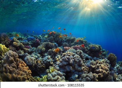 beautiful view of sea life - Shutterstock ID 108115535