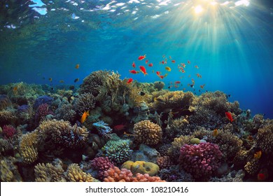 beautiful view of sea life - Shutterstock ID 108210416