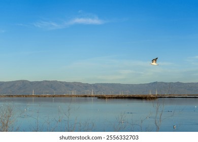 A beautiful view of a seagull flying over the river at daytime - Powered by Shutterstock