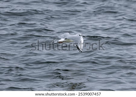 Similar – Foto Bild bird flew by Umwelt Natur